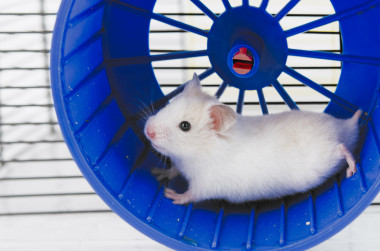 <p class=" text-justify">El estudio, llevado a cabo en ratones y ratas, ha identificado una vía molecular relacionada con la actividad física que estimula la regeneración de los nervios después de una lesión medular. / ©Adobe Stock</p>