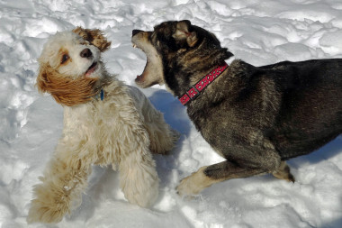 <p>El nuevo estudio sugiere que los perros no fueron domesticados una vez, sino dos. / <a href="https://www.flickr.com/photos/thart2009/12549687993/in/photolist-k7Yr1V-rm3duj-c72K29-aqhLwH-CRePr-4XPmxy-bsgP6i-diNwEm-dfC3V2-atVEAs-bdv78a-8qksr7-5Z2w8W-6LuKrk-7qUxfi-aper2w-uMnz6-a4TwSt-dSQbrn-i7qnUp-bauFwZ-4VkLQH-fupeL3-2iU1yY-4UQkHk-e95n4q-nbGnNq-bBfCnY-apbFSa-95vpGQ-bQam3X-6XMsGe-aHxiP2-5ashFo-ace558-91i9Ku-Bmz66-a4Txgt-cASALb-4zAox5-3hPegw-PwnFF-aKwBz2-ateyY7-6hvEY4-n52u2-bYQfdm-bsgLeH-4aGakh-fTs17K" target="_blank">Tom Hart</a></p>