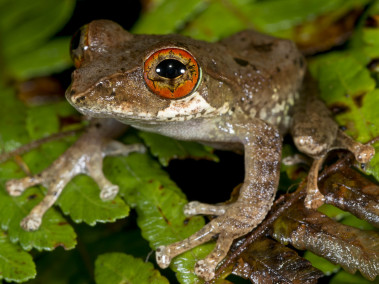 <p>Las ranas comprenden casi el 90% de las especies de anfibios vivos. / Peng Zhang</p>