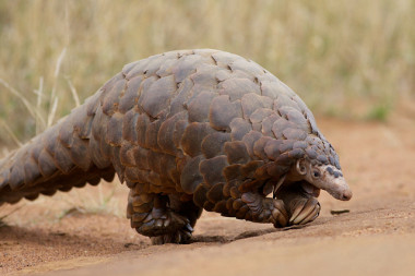 <p>Algunas especies de pangolines se consideran en peligro crítico de extinción debido a la caza furtiva. En la imagen, un ejemplar africano. / <a href="https://www.flickr.com/photos/string_bass_dave/8152835443/in/photolist-dqrpWk-cbcx7d-bQecKF-SddMmk-amUKmC-RYBT4s-SddMjr-bwvb6w-dbU7XY-RYBSZj-annBJX-9xiRwf-9xiNeQ-aRh3qX-anqpFG-wmpdfr-aRh3oH-biqCYB-aeF2y-dqrESc-aRh3eX-bCXqFR-aDb9qb-bj7FQK-9xiNLs-bhs6j4-bCyiBR-aRh3a4-6i25Qp-bkGh84-aDb2Sm-aRh3w6-bkEQna-5Y3vT4-awHogh-bkF3YH-dBvSd2-bhVaBe-662Rck-Ery7o3-bgyBxk-bA9CuB-bAbTTP-aeF2p-5Y7LcC-9wHCGe-bkEQEc-5bmGLo-RCAFas-SddMgF" target="_blank">David Brossard</a></p>
