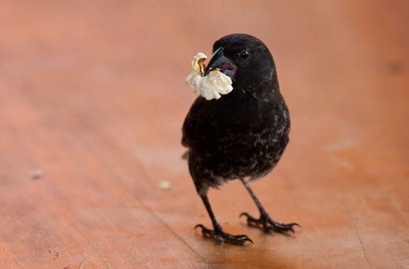 <p>Un pinzón de Darwin comiendo una palomita. / Sarah Knutie</p>