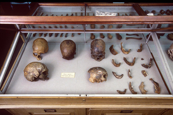 <p>Cráneos y otros restos humanos de Lagoa Santa, Brasil, guardados en el Museo de Historia Natural de Dinamarca / Natural History Museum of Denmark</p>
