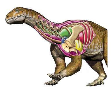 La dinosauria gigante más antigua La-dinosauria-gigante-mas-antigua_image_380