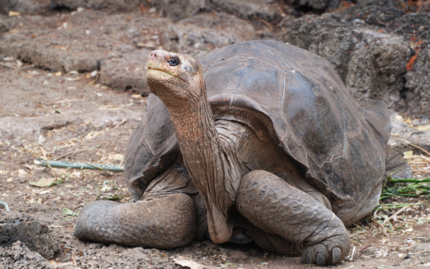 <p>El solitario George, el único ejemplar de la tortuga gigante de Pinta (<em>Chelonoidis abingdonii</em>) que quedaba en el mundo, falleció en 2012. El trabajo que ha llevado a cabo ahora un equipo de científicos en las islas Galápagos podría recuperar su especie dentro de unos años. / Tiago Duarte</p>