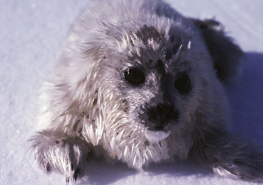 <p>Una cría de foca anillada, aún con su pelaje blanco, sobre la superficie del hielo. / Ian Stirling</p>