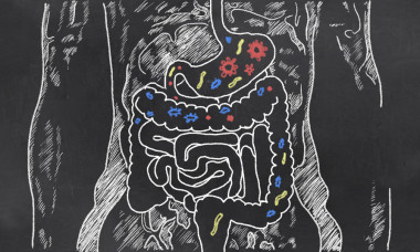 <p>El estudio muestra un conjunto de 14 géneros de bacterias que conforman la composición básica de la microbiota presente en todos los individuos. / Fotolia</p>