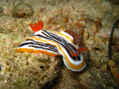 <p/>Una de las especies de babosa de mar estudiadas (<em>Chromodoris magnifica</em>). / Eva McClure” /><span style=