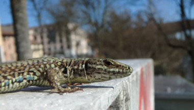 <p>La lagartija roquera (<em>Podarcis muralis</em>) que convive con humanos se acostumbra a ellos y se refugia cada vez menos cuando estos se aproximan. / Daniele Pelliteri-Rosa</p>