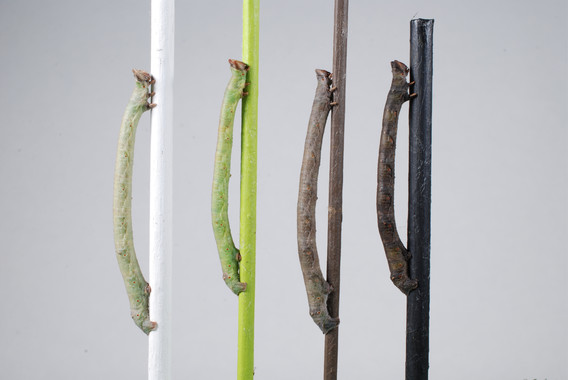 <p>Las larvas de la polilla moteada cambian de color segÃºn la rama en la que estÃ©n. / Arjen van
