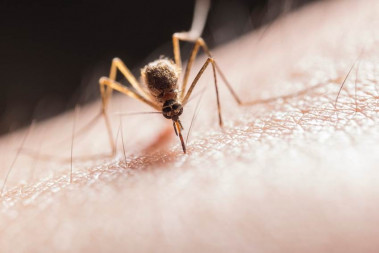 <p>Los mosquitos transmiten el parásito <em>Plasmodium</em>, que causa la malaria. / Pexels</p>