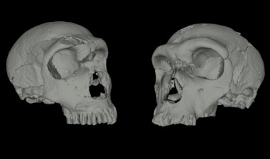 <p>Reconstrucción en 3D de cráneos de neandertales. / A. Balzeau (Musée de l