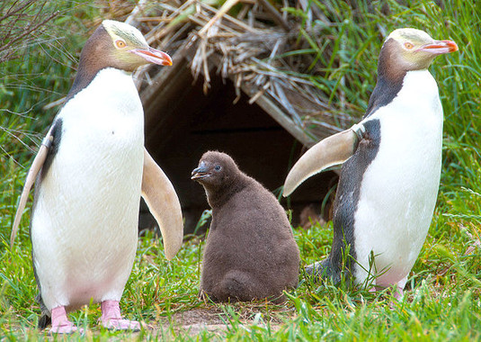 <p>Una familia de pingüinos de ojo amarillo. / <a href="https://en.wikipedia.org/wiki/Yellow-eyed_penguin#/media/File:Megadyptes_antipodes_-Otago_Peninsula,_Dunedin,_New_Zealand_-family-8.jpg" target="_blank">Steve</a></p>