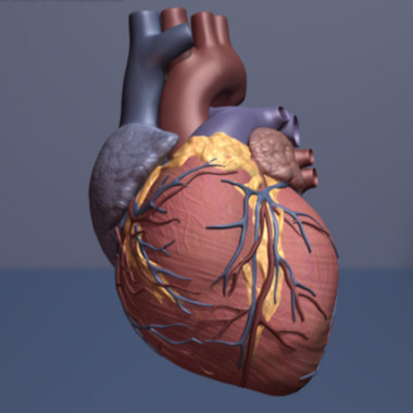 <p>El tratamiento con cardiotrofina-1 reparó el tejido del corazón de una rata tras un ataque. / American Heart Association</p>
