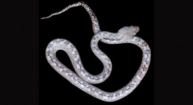 <p>Los científicos llamaron a la nueva serpiente <em>Madagascarophis lolo</em> –que en malgache significa fantasma– por su pálido color. / Ruane et al.</p>
