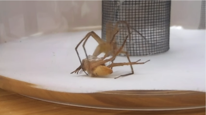 <p>El macho envuelve a la hembra con hilos de seda para evitar ser devorado durante o después de la cópula. / Alissa G. Anderson et al.</p>