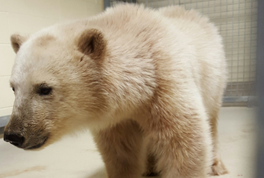<p>Uno de los oseznos de once meses de edad a su llegada al centro de recuperación canadiense. / <a href="http://www.assiniboineparkzoo.ca/zoo/home/conserve/international-polar-bear-conservation-centre/about" target="_self">Centro Internacional Leatherdale de Conservación de Osos Polares</a></p>