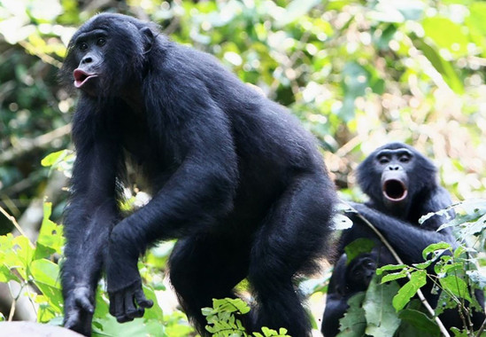 <p>Aunque los bonobos y los chimpancés son similares en tamaño, las llamadas de los bonobos suenan una octava más alta que las de los chimpancés. / Cédric Girard-Buttoz, LuiKotale, D.R. Kongo</p>