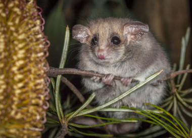 <p>La zarigüeya pigmea oriental es un pequeño y ágil marsupial nocturno que utiliza su cola para trepar a los árboles y que a lo largo de todo el año puede pasar por periodos de inactividad que pueden durar hasta 30 días. / Gerhard Koertner</p>