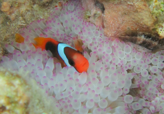 <p>Pez Payaso / ARC CoEfor Coral Reef Studies - Sofia Jain Schlaepfer</p>