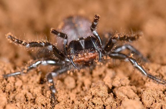 <p/>Un ejemplar de araña de tela de embudo de la especie <em>Hadronyche venenata</em>. / Marshal Hedin” style=”” /><span style=