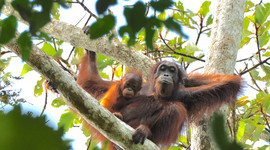 Las poblaciones de orangutanes en Indonesia no están aumentando