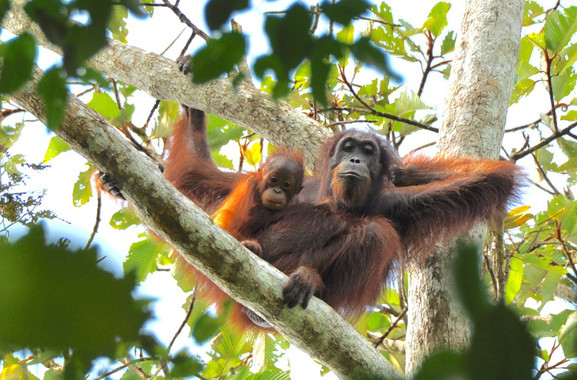 <p>El orangután salvaje es una de las especies de grandes simios con mayor riesgo de desaparición/ HUTAN-KOCP</p>