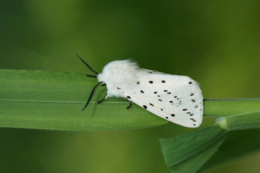<p>La polillas y las mariposas son dos de los grupos animales que están aumentando su tamaño debido al crecimiento de las ciudades. En la imagen, un armiño blanco (<em>Spilosoma lubricipeda</em>). / Maarten Jacobs </p>