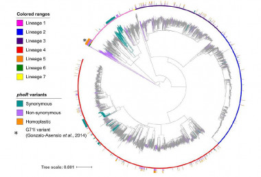 <p>Filogenia construida con los genomas de más 4000 aislados de tuberculosis de todo el mundo. Se marcan aquellos aislados que han acumulado mutaciones en el gen phoR. / CSIC</p>