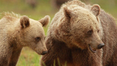<p>Hembra de oso pardo escandinavo con su cría. / Ilpo Kojola</p>