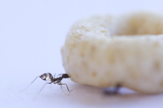 <p>Las hormigas transportan alimentos que son considerablemente más grandes que ellas. / Asaf Gal y Ofer Feinerman</p>