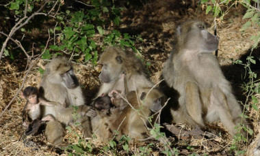 <p>Grupo de babuinos. / PNAS </p>
