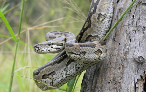 <p>Una pitón sudafricana adulta. / Graham Alexander/Wits University</p>