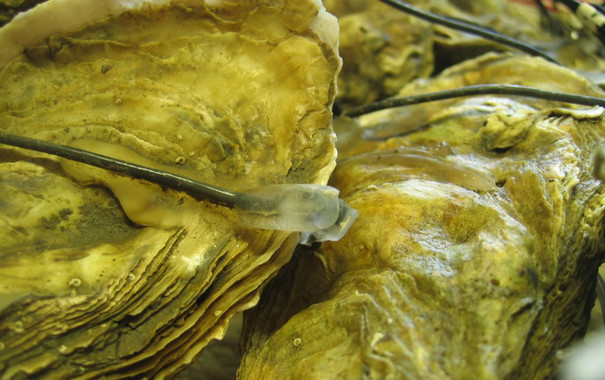 <p>Ostras japonesas (<em>Crassostrea gigas</em>) equipadas con electrodos para estudiar su comportamiento en el marco del MolluSCAN eye project. / Jean-Charles Massabuau</p>
