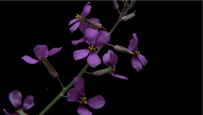 <p>Moricandia moricandioides. / Lucía Desoto, (EEZA-CSIC)</p>