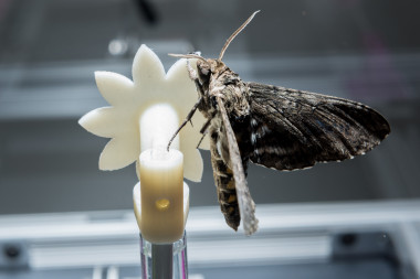 <p>Un ejemplar de polilla halcón intentando alimentarse de una de las flores robóticas utilizadas en el estudio / Robert Felt (Georgia Tech.)</p>