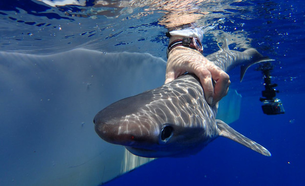 <p>Una cría de tiburón ojos de vaca hallada en la costa de Belice. / Ivy Baremore/MarAlliance</p>