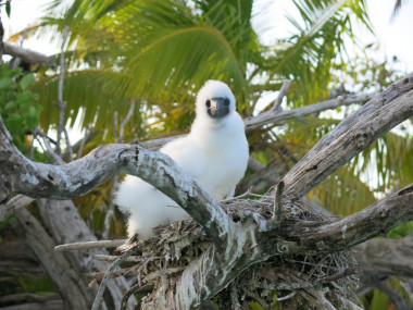 <p>Una cría de ave marina común en océanos tropicales en su nido cerca de un arrecife de coral. / Nick Graham</p>