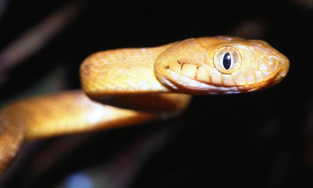 <p>Un ejemplar de serpiente arbórea marrón. / Creative Commons</p>