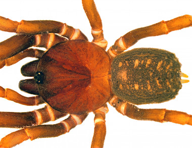 <p/><em>Stormtropis muisca, </em>una de cuatro especies de araÃ±as de patas calvas recientemente descritas<em>Â </em>/Â Carlos Perafan” style=”” /><em style=