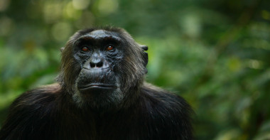 <p>Un chimpancé del grupo Ngogo del Parque Nacional de Kibale en Uganda / Kevin Langergraber</p>