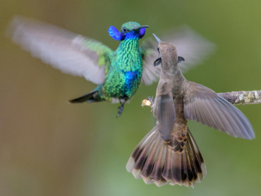 <p>Colibrí Gorriazul, Colombia /  Cristian Irian Finca</p>