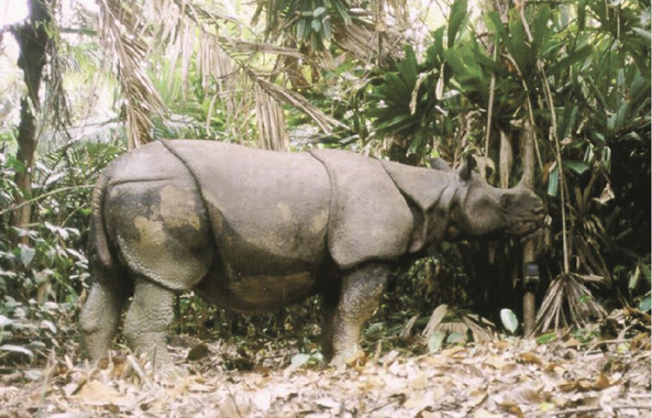 <p>Rinoceronte de Java captado por una cámara para el estudio. / World Wildlife Fund - Indonesia</p>
