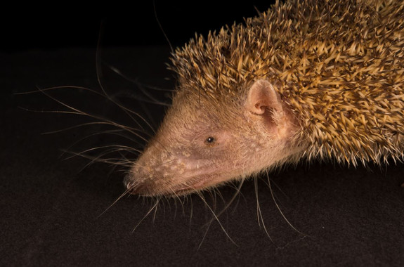 <p>Un ejemplar de tendec en Madagascar. / Julie Larsen Maher/WCS</p>