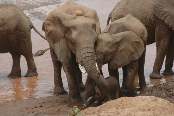 <p>Una matriarca y su hija ayudan a levantarse a la menor de sus crías en el río Ewaso Ngiro en la Reserva Nacional de Samburu en Kenia. / Shifra Goldenberg (Save the Elephants y Universidad del Estado de Colorado)</p>