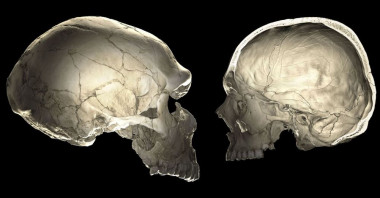 <p>Una de las características que distinguen a los humanos modernos (derecha) de los neanderales (izquierda) es la forma redondeada de su cráneo. / Philipp Gunz</p>