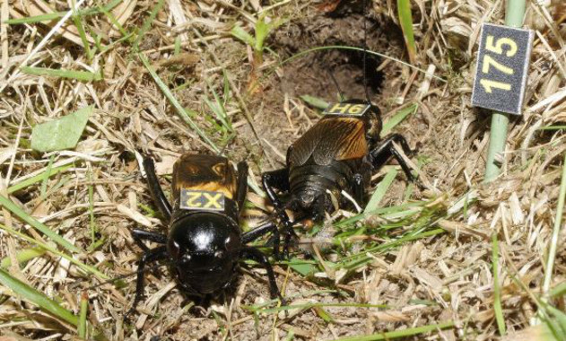 <p>Pareja de grillos de campo (<em>Gryllus campestris</em>). / wildcrickets.org</p>