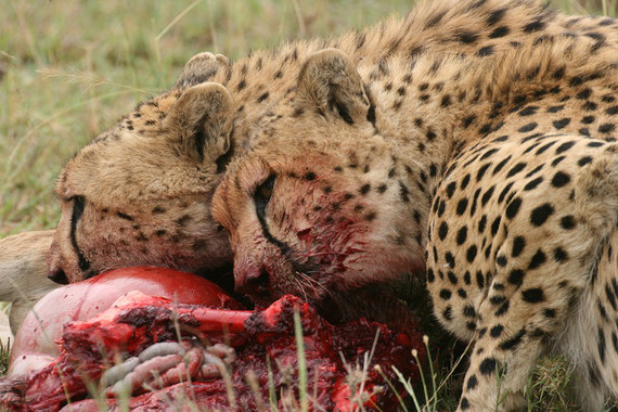 <p>Dos guepardos macho comiendo su presa. / Anne Hilborn</p>