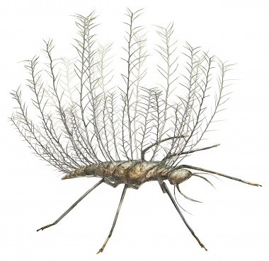 <p>Reconstrucción de las larvas Chrysopidae. / Wang<em> et al.</em> Sci. Adv. </p>