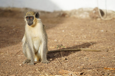 <p>Mono verde en Senegal / Julia Fischer</p>