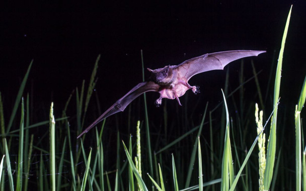 <p>Un murciélago sobrevuela un campo de arroz en Madagascar para alimentarse de los insectos que forman plagas. / Adrià López-Baucells</p>